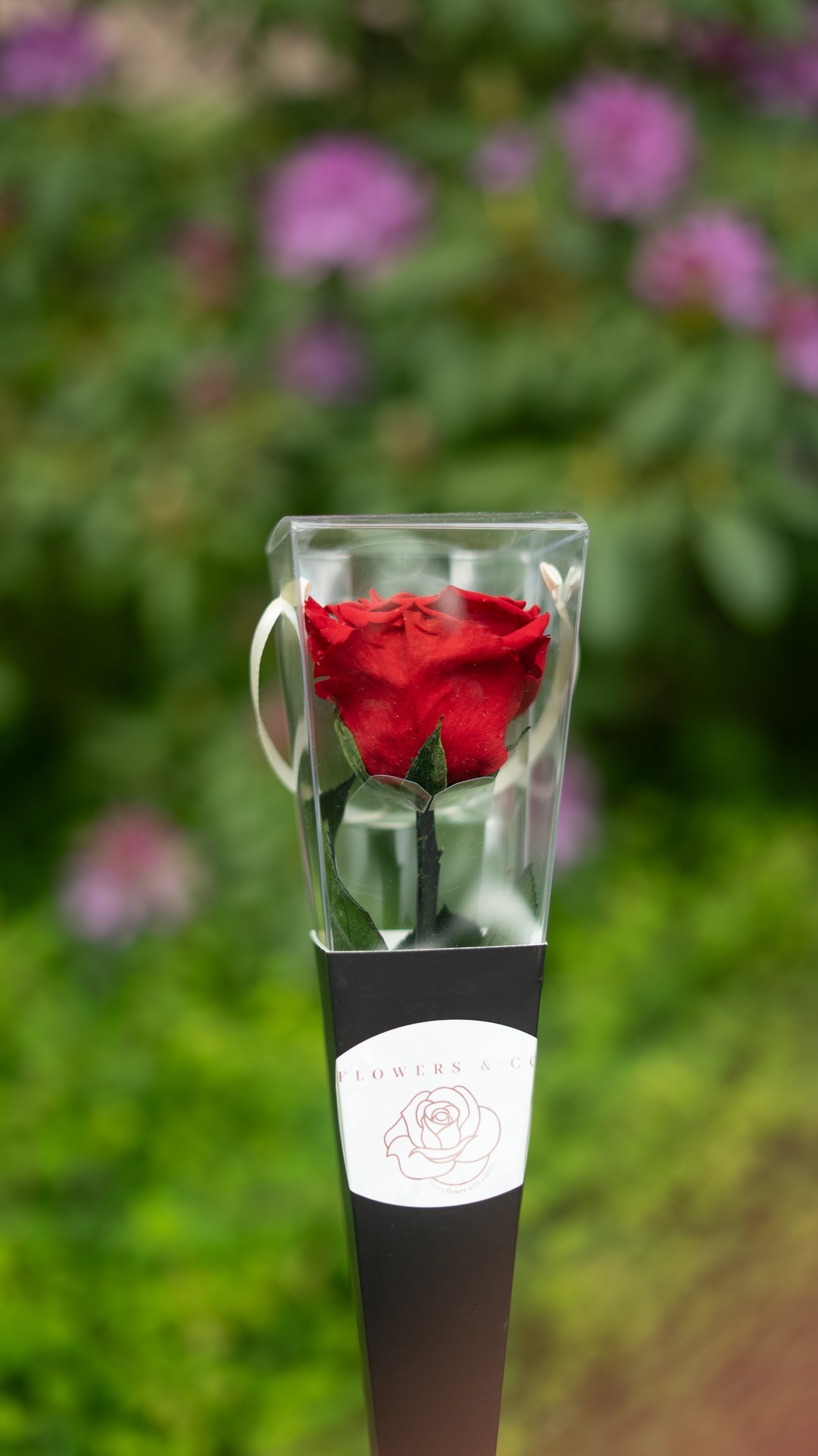 Longlife single rose