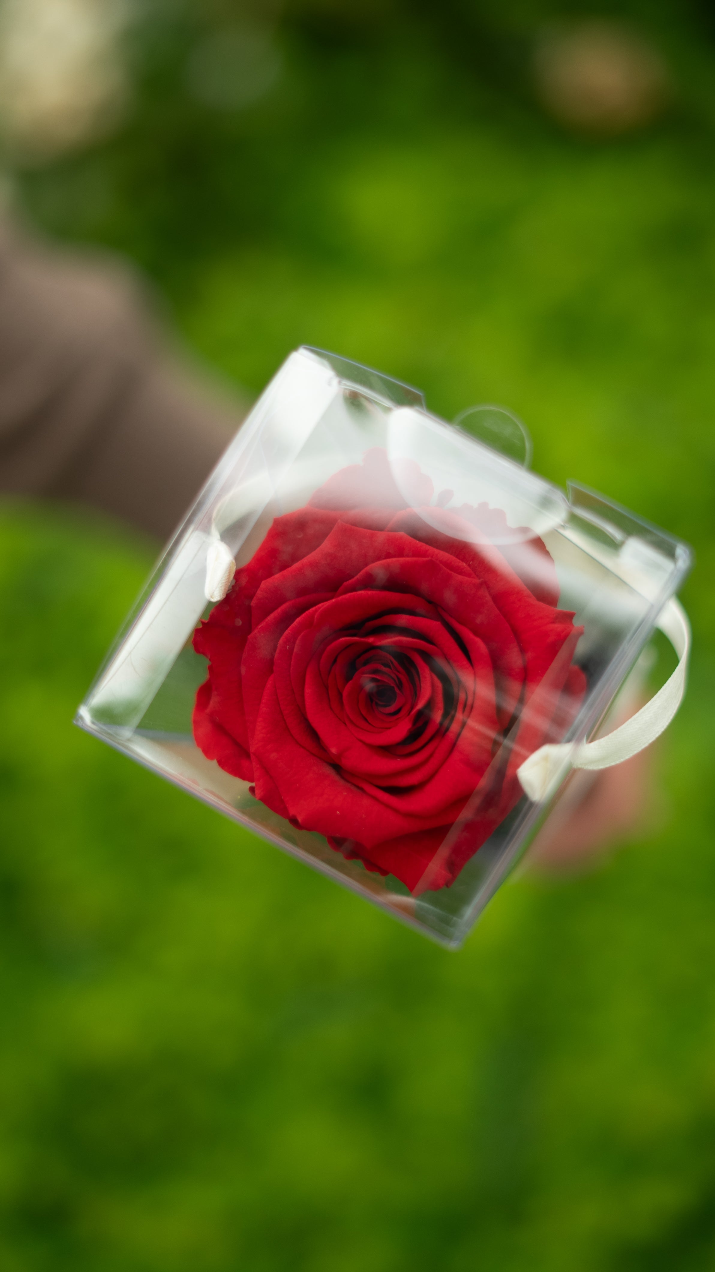 Longlife single rose