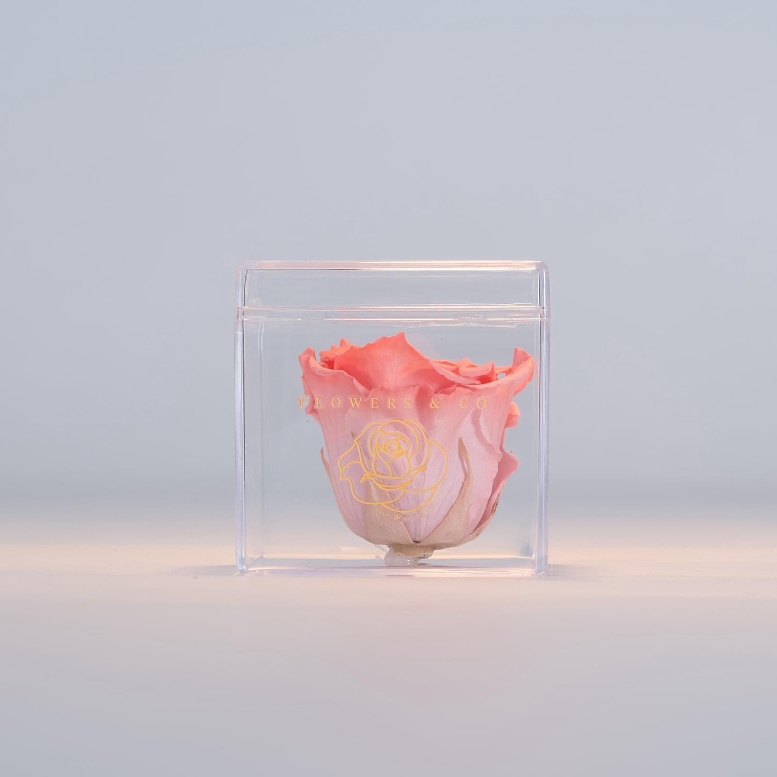 Single Acryl box