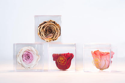 Single Acryl box