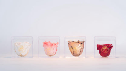 Single Acryl box